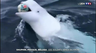 Dauphins, phoques, bélugas : ces étonnants soldats de l'armée russe