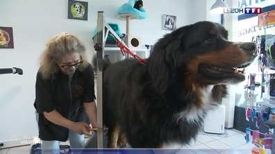 Chiens et chats : leurs poils valent de l'or !