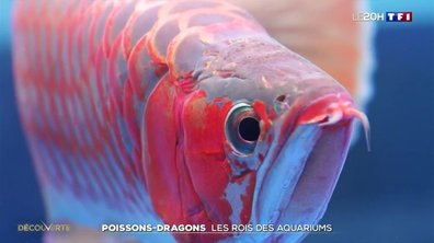 Chine : un concours de beauté... de poissons